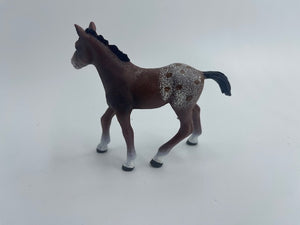 Horses - Appaloosa Foal