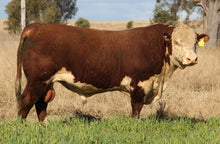 Load image into Gallery viewer, Cattle - Hereford Bull - Country Toys