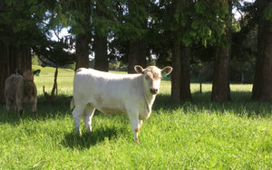 Cattle - Murray Grey Calf - Country Toys
