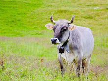 Load image into Gallery viewer, Cattle - Tyrolean Grey - Collecta
