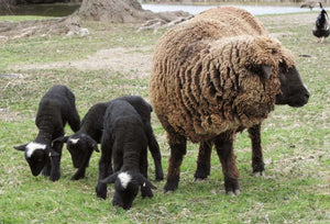 Sheep - Black Merino Ewe - Country Toys