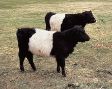 Load image into Gallery viewer, Cattle - Galloway Calf - Schleich