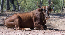 Load image into Gallery viewer, Cattle - Scrub Bull - Big Red & Shorthorn - Country Toys