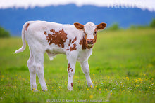 Load image into Gallery viewer, Cattle - Simmental Calf No 4 - Country Toys