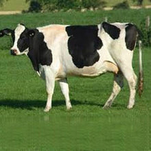 Load image into Gallery viewer, Cattle - Friesian Cow - Collecta