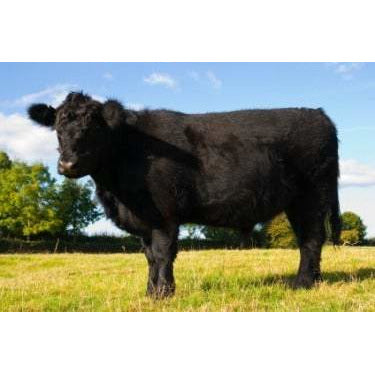 その他 CollectA Black Angus Bull by CollectA Black Angus Bull Cattle Farm Model Figure by CollectA 88507