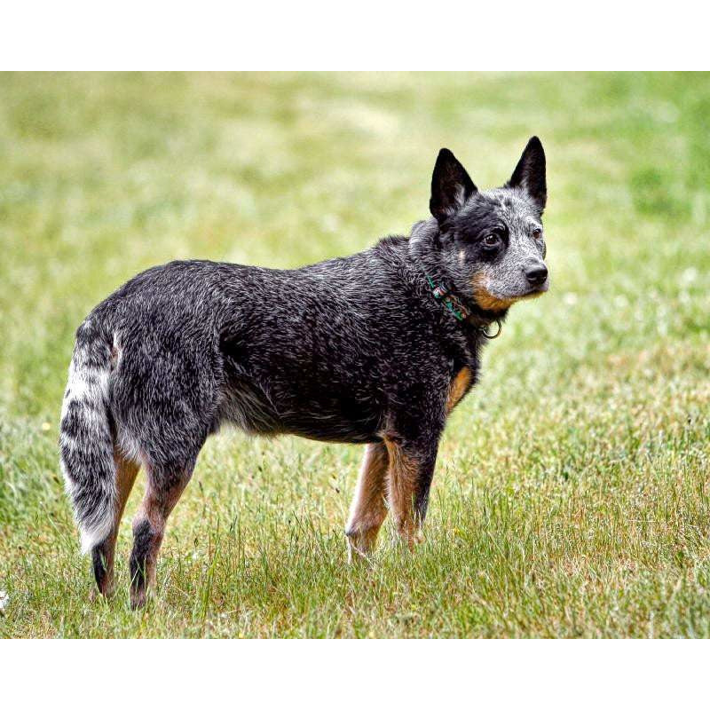 Large Cattle Dogs Breeds Herding Breeds Large Cattle Dogs Blue