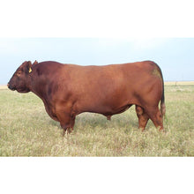 Load image into Gallery viewer, Cattle - Red Angus Bull - Collecta