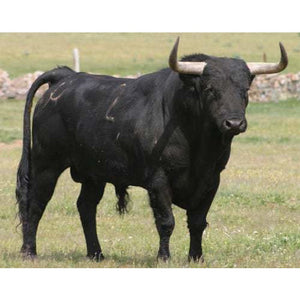 Cattle - Black Scrub Bull - Schleich