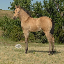 Load image into Gallery viewer, Horses - Buckskin Foal - Country Toys