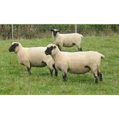Sheep - Crossbred Sheep - Country Toys