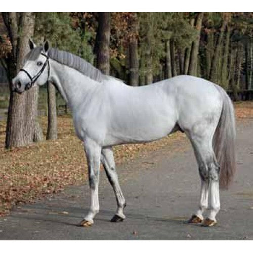 Schleich hotsell holsteiner gelding