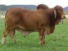 Load image into Gallery viewer, Cattle - Red Brahman Bull - Country Toys