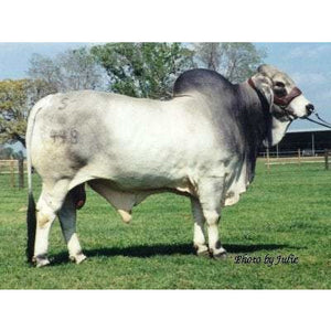 Cattle - Grey Brahman Bull - Collecta