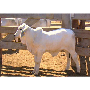 Cattle - Grey Brahman Calf - Collecta