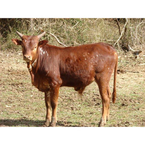 Cattle - Ankole-Watusi Calf