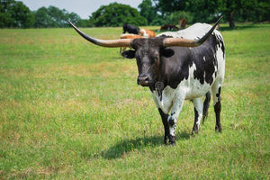 Cattle - Texas Longhorn Cow - Schleich