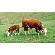 Load image into Gallery viewer, Cattle - Hereford Calf Grazing - Collecta