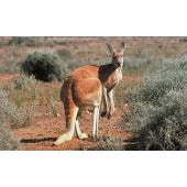 Load image into Gallery viewer, Red Kangaroo &amp; Joey - Collecta