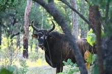 Load image into Gallery viewer, Cattle - Scrub Bull - Big Red &amp; Shorthorn - Country Toys