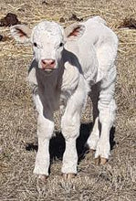 Load image into Gallery viewer, Cattle - Charolais Calf - Country Toys