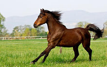 Load image into Gallery viewer, Horses - Thoroughbred Mare - Schleich