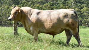 Cattle - Murray Grey Bull - Country Toys