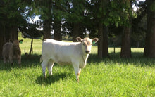 Load image into Gallery viewer, Cattle - Murray Grey Calf - Country Toys