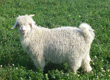Load image into Gallery viewer, Goats - Angora Goat Kid - Country Toys