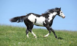 Horses - Paint Mare - Black - Country Toys