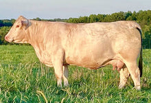 Load image into Gallery viewer, Cattle - Charolais Cow - Country Toys