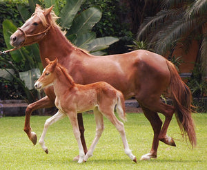 Horses - Peruvian Paso Foal Chestnut