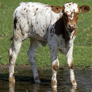Cattle - Texas Longhorn Calf - Schleich
