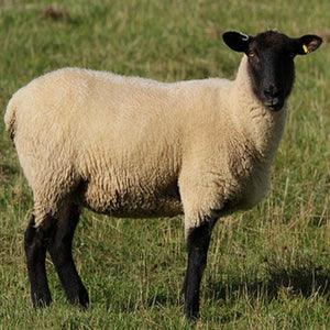 Sheep - Suffolk Sheep - Collecta