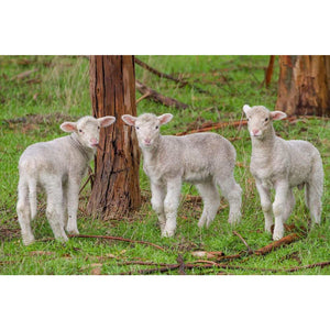 Sheep - Merino Lamb - Collecta
