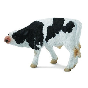 Cattle - Friesian Calf Suckling - Collecta