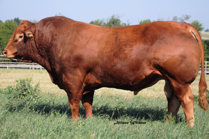 Cattle - Limousin Bull - Country Toys