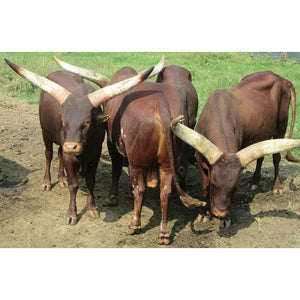 Cattle - Ankole-Watusi Bull