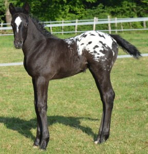Horses - Appaloosa Foal - Collecta