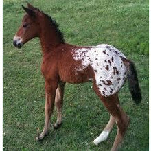 Load image into Gallery viewer, Horses - Appaloosa Foal