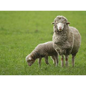 Sheep - Merino Ewe - Schleich