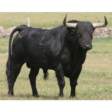 Load image into Gallery viewer, Cattle - Black Scrub Bull - Schleich