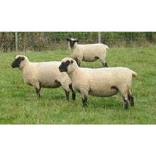 Load image into Gallery viewer, Sheep - Crossbred Sheep - Country Toys