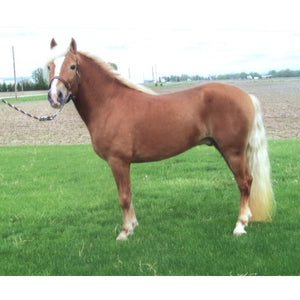 Horses - Haflinger Mare - Schleich