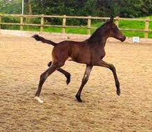 Load image into Gallery viewer, Horses - Hanoverian Foal - Collecta