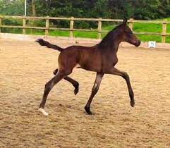 Horses - Hanoverian Foal - Collecta