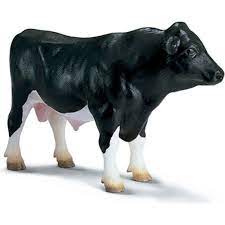 Cattle - Holstein Bull