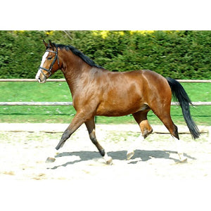 Horses - Trakehner Foal - Schleich
