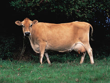 Load image into Gallery viewer, Cattle - Jersey Cow - Collecta