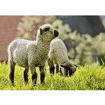 Load image into Gallery viewer, Sheep - Crossbred Lamb - Country Toys